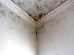 Best Water Damage & Mold Remediation  in Palisades Park, NJ